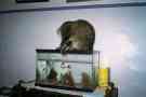 lokie attacking my fish !