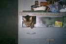 lokie through the cat-flap !
