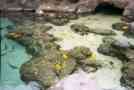 Ocean Center !
