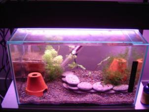 Quarantine Tank as at 26th January 2005