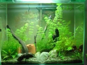 Breeding Tank as at 26th January 2005