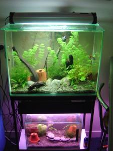 Quarantine and Breeding tank as at 26th January 2005