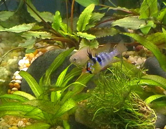 Blue Ram