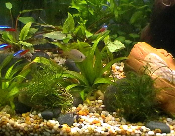 Sword Plants & Cryptocorynes