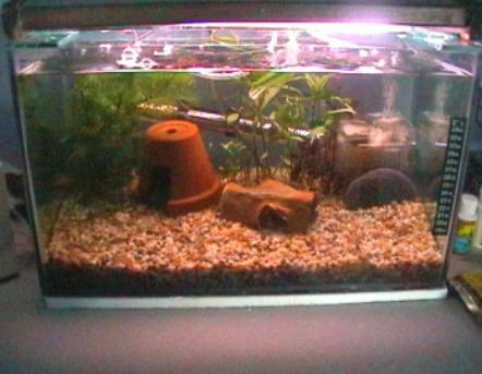 My Original Tank 18-10-10