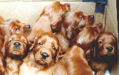 Philly Pups