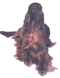 dogphoto