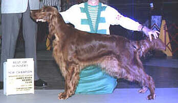 Ch Subtle Delight,CGC,CD,JH,VC