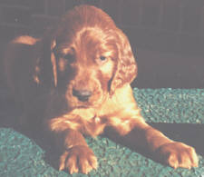 5 weeks