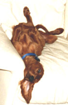 Tippy