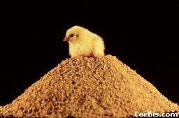 chick.jpg