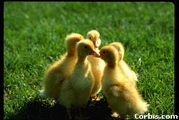 duck.jpg