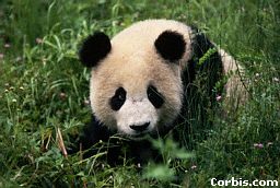 panda.jpg