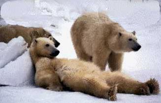 polarbears.jpg