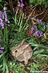 rabbit.jpg