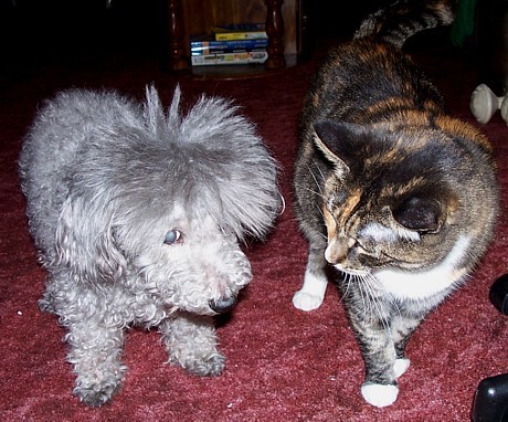 Crickie and Sasha