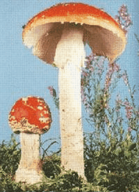 Click For Shroom Pics