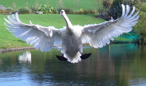 honk honk! please click if you pet needs delivering in the NI