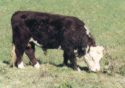 George the Bull