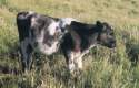 Shorthorn