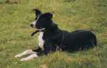 tess1