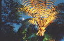 Tree Fern