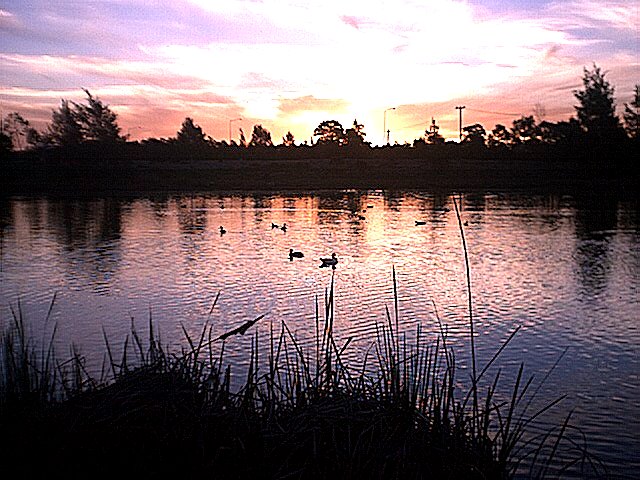This one has duckies