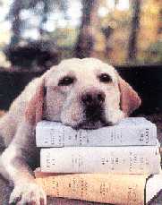 Dog and Dogmatics - from the cover of the Journal 'Soundings'
