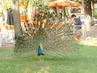 Peacock, obviously
