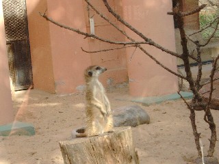 Meerkat! Which way`s the pub?