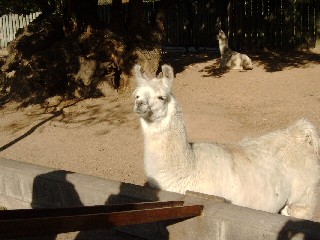 Llama