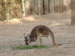 Kangaroo