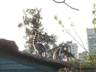 Lemurs