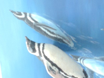 Penguins! This time they aren�t real!