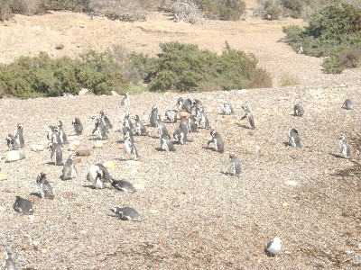 Lots of Penguins!