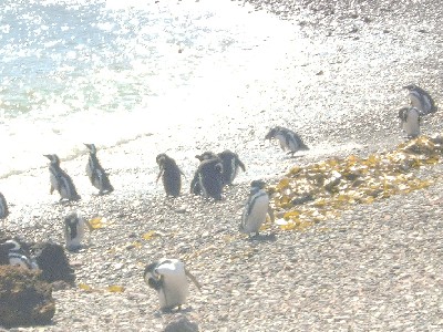 Penguins in the sea...not on grass