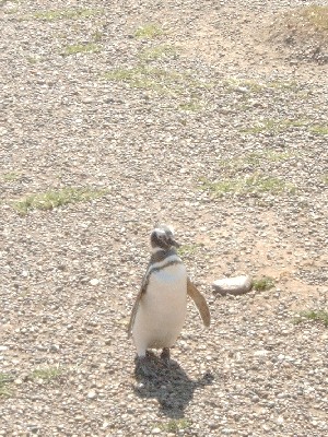 Look, a penguin!