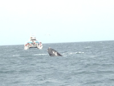 Look! A Whale!