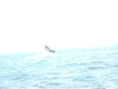 It�s a whale�s tail!