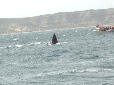 It could be Jaws, but it�s probably another whale