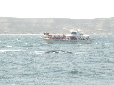A whale lying in the sea...chilling
