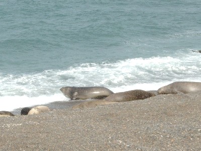 Elephant seals siesta-ing on the beach