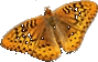 bfly3