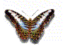 butterfly1