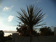 Perth WA 2001 series by Juniper Chew