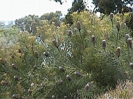 Perth WA 2001 series by Juniper Chew