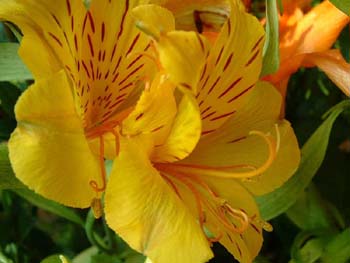 lily