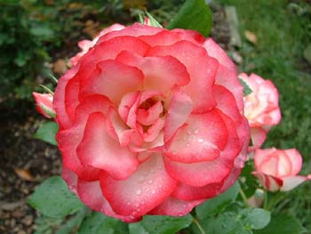 pinkrose