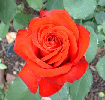 redrose