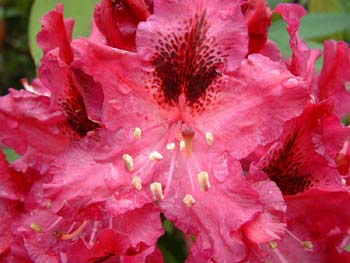 rhododendron